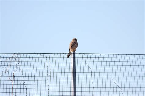 Kestrels 2009/kestrel_1402094136