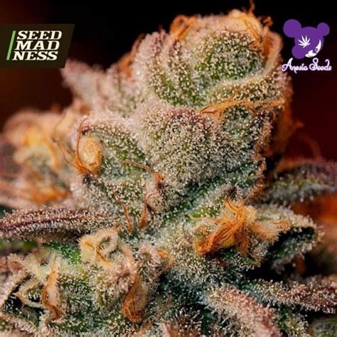 Blackberry Moonrocks Feminised Seeds Anesia Seeds Strain