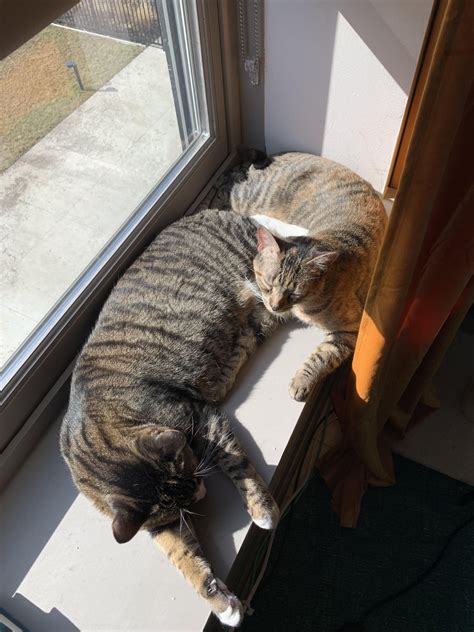 Tofu The Torbie Vs Columbo The Sic Tabby A Photo Essay On Torbie