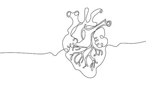 Human Heart Basic Outline