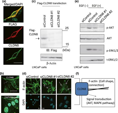 Cldn8 An Androgen‐regulated Gene Promotes Prostate Cancer Cell