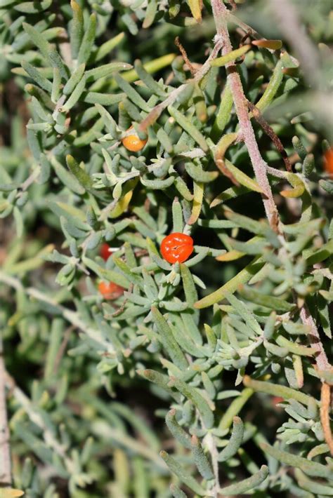 Barrier Saltbush From Portland West Vic Australia On May