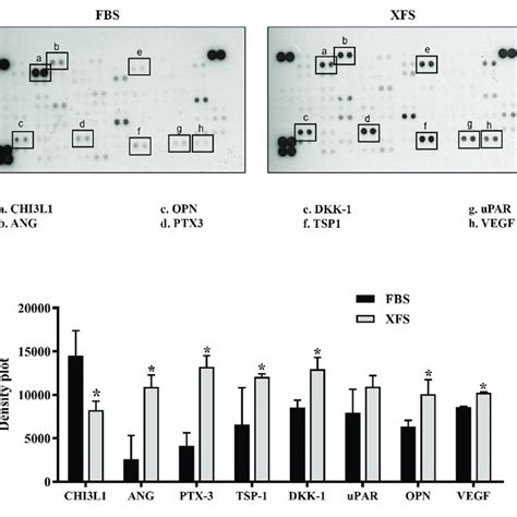 Characterization Of Hbmscs Cultured In Fbs Or Xfs Containing Medium Download Scientific