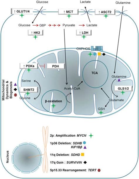 Energy Metabolism And Metabolic Targeting Of Neuroblastoma Clinical Tree