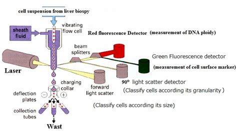 The Use Of Flow Cytometric DNA Ploidy Analysis Of Liver Biopsies In