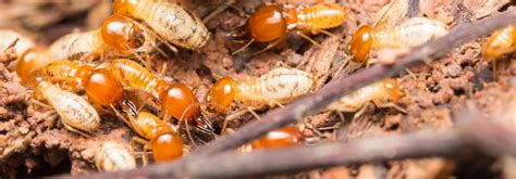 Telltale Signs Of A Pest Infestation And What To Do