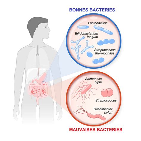 Flore Intestinale Microbiote R Le La Reconstituer