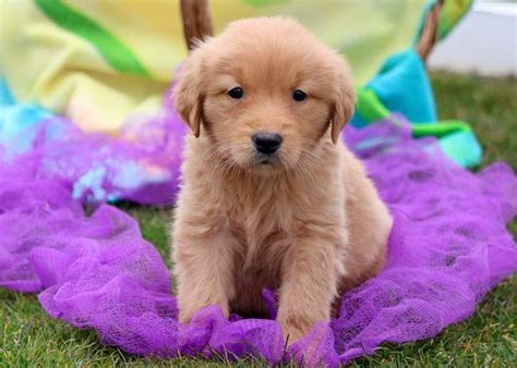 Golden Retriever Puppies Austin For Sale Puppies Pict