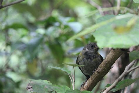 Some photos from Zealandia today : r/newzealand