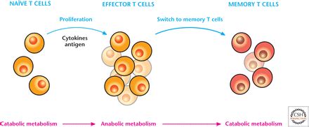 Metabolism Of Proliferating Cells