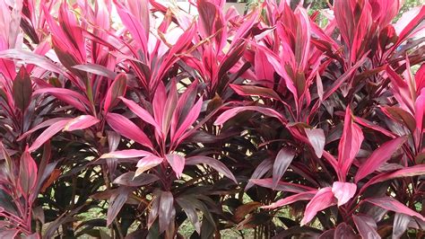 Cordyline Fruticosa Planta Palma Roja DrÃcena roja Cordyline rubra