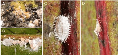 Different Development Stages Of The Citrus Mealybug Planococcus Citri