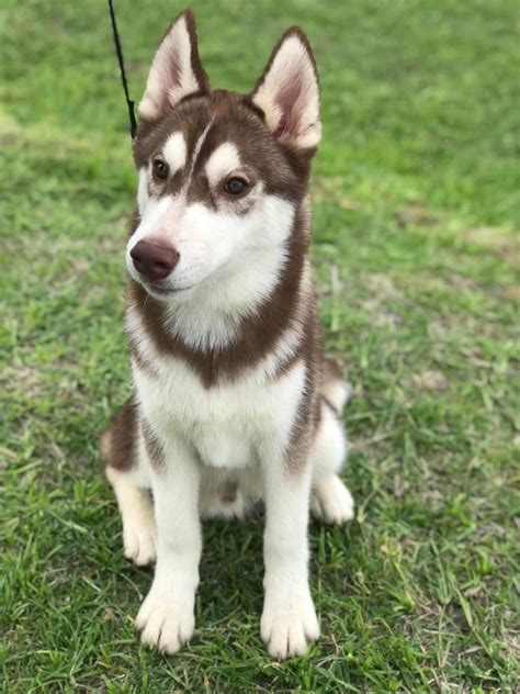 Cachorros Husky Manto Rojo Husky Siberian Shadi