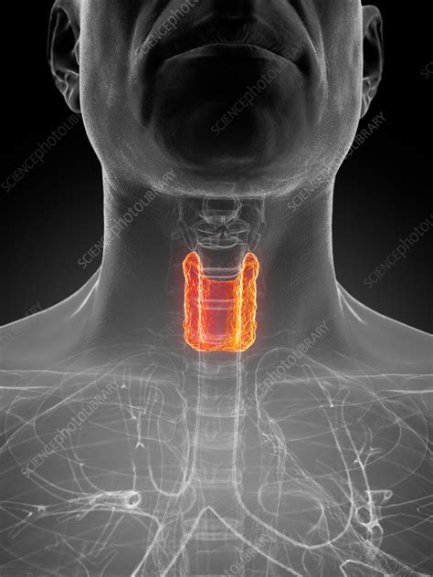 Male Thyroid Gland Illustration Stock Image F Science