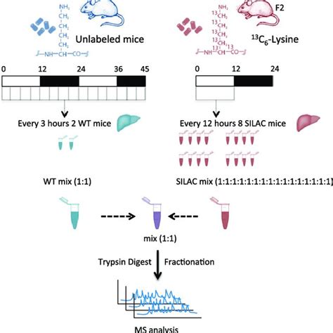 Fig S1 Experimental Design Of The Silac Proteomics Experiment