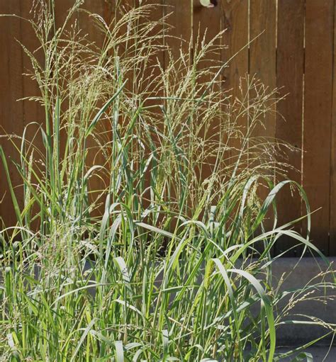 Switchgrass Blackwell Panicum Virgatum Applewood Seed Company