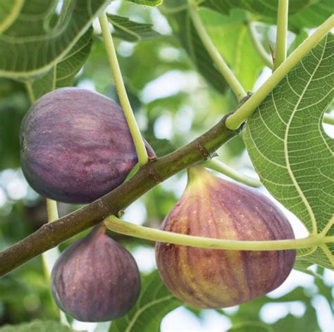 10Pcs Figs Fruit Tree Seeds – Passion For Plantation