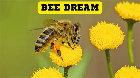 Bee Dream Meaning It Symbolizes Both Our Fears And Desires