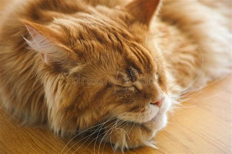 A Red Maine Coon Cat Lying On A Wooden Floor Stock Image Image Of