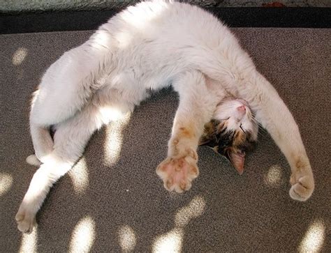 Stretching Cat Stretching Cute Cats Cats