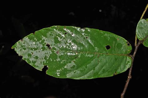 plant23 (Annonaceae) image 117124 at PhytoImages.siu.edu