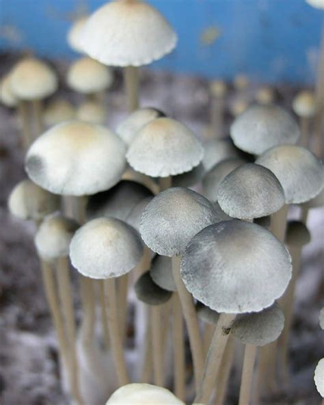 Panaeolus Cyanescens