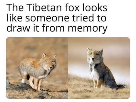 The Tibetan fox looks like someone tried to draw it from memory. - Funny