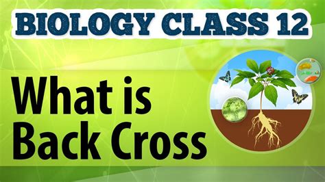 What Is Back Cross Genetic Basis Of Inheritance Biology Class 12