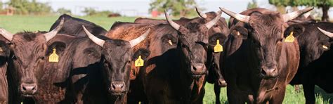 Home Triangle B Ranch American Wagyu Cattle Oklahoma