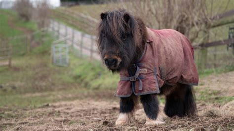 ‘she Won Our Hearts Severely Neglected Rescue Pony Put Down After Two