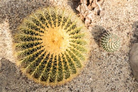 Images Gratuites Cactus Le Coucher Du Soleil D Sert Fleur