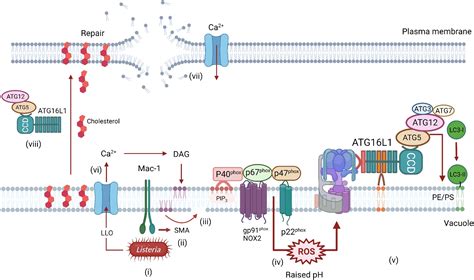 Control Of Infection By Lc Associated Phagocytosis Casm And