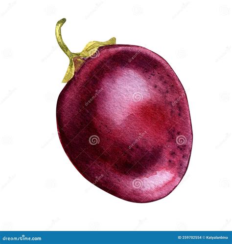 Passion Fruit Watercolor Illustration Isolated On White Background