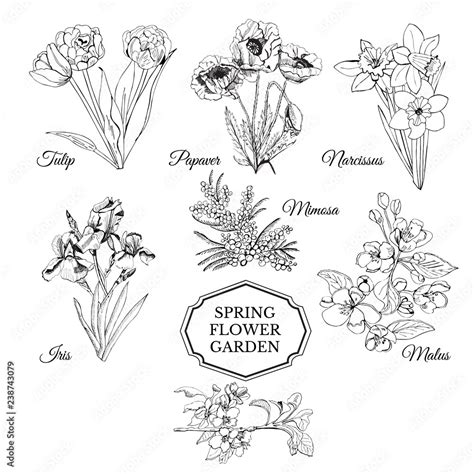 Set of hand drawn graphic sketch of spring flowers for flower garden ...