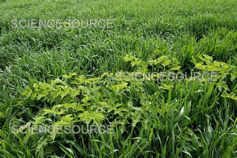 Hogweed plant in wheat | Stock Image - Science Source Images