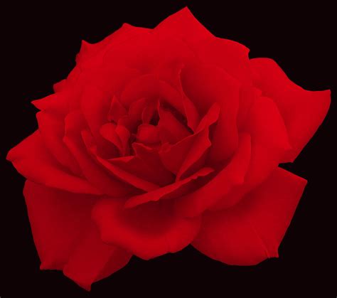 Deep Red Rose Digital Art By Bliss Of Art Pixels