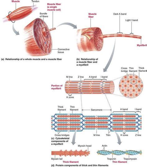 muscle contraction ideas muscle contraction anatomy