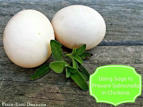 Fresh Eggs Daily S Is For Salmonella And For Sage Treat Your