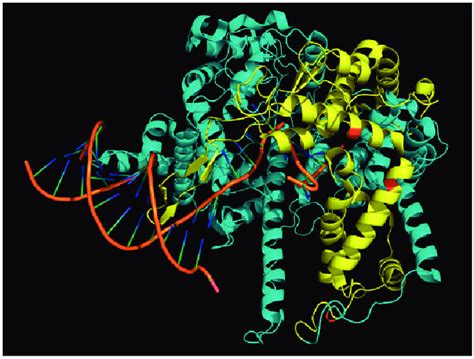 Protein Structure Ribbon Diagram Of Intact T Rnap Pdb Qln Yellow