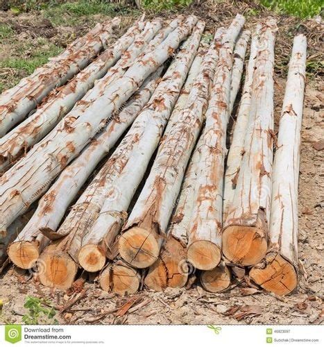 Eucalyptus Log (Nilgiri, Thailam) at Best Price in Puducherry | Sri ...