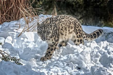 Snow Leopard Photo By John Manderson National Geographic Your Shot Snow Leopard Big Cats