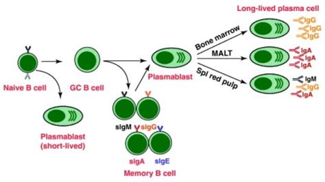 What is the Difference Between B Cells and Plasma Cells - Pediaa.Com