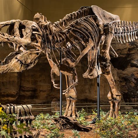 Insider's Guide: Carnegie Museum of Natural History | Visit Pittsburgh