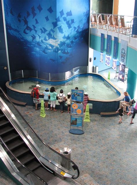 Lobby And Ray Tank Florida Aquarium Gallery Aquarium Design