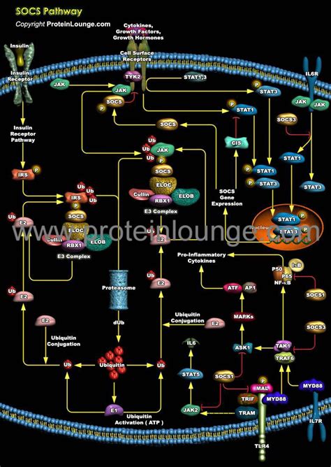 Biological Databases And Tools Socs Pathway Protein Lounge