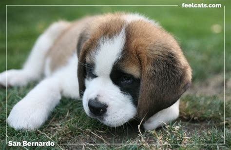 Perro San Bernardo y 10 curiosidades de esta raza | FeelCats