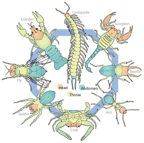 Arthropod Definition And Examples Biology Online Dictionary