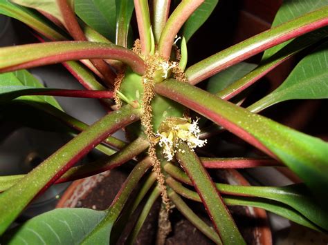 Euphorbia Leuconeura