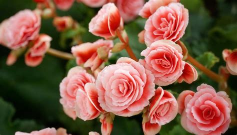 How To Keep Begonias Blooming Best Tips Tricks