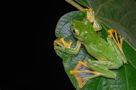 Kio Flying Frog Rhacophorus Kio